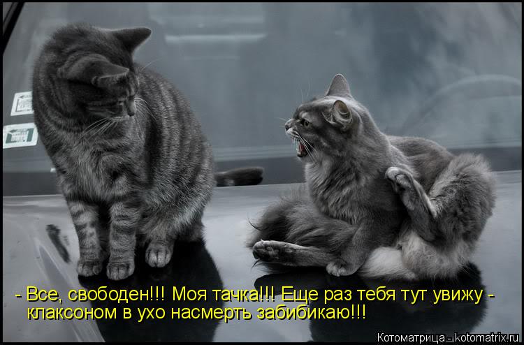 Котоматрица: - Все, свободен!!! Моя тачка!!! Еще раз тебя тут увижу - клаксоном в ухо насмерть забибикаю!!!