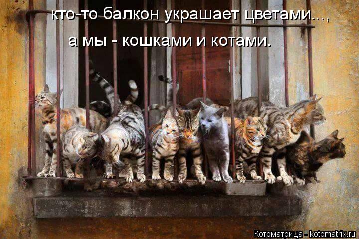 Котоматрица: кто-то балкон украшает цветами...,  а мы - кошками и котами.