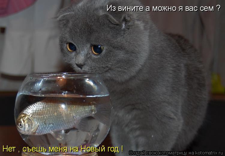 Котоматрица: Из вините а можно я вас сем ? Нет , съешь меня на Новый год !