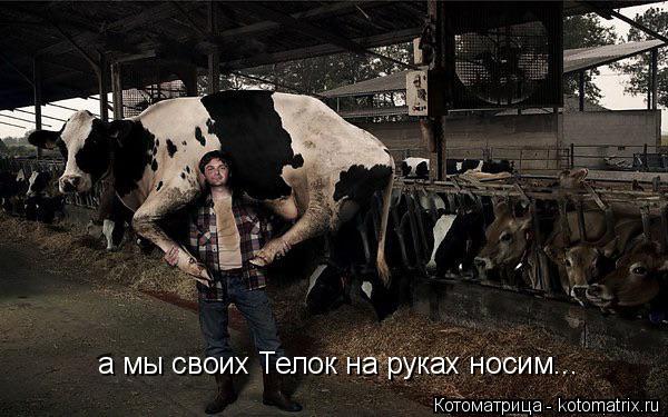 а мы своих Телок на руках носим...... Котоматрица: а мы своих Телок на руках носим...