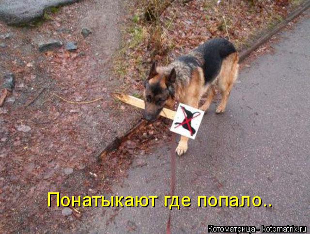 Котоматрица: Понатыкают где попало..