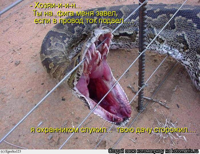Котоматрица: - Хозяи-и-и-н... Ты на..фига меня завел, если в провод ток подвел..... я охранником служил...  твою дачу сторожил....