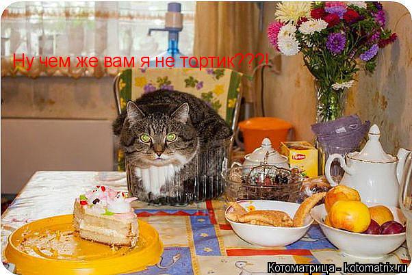 Котоматрица: Ну чем же вам я не тортик???!