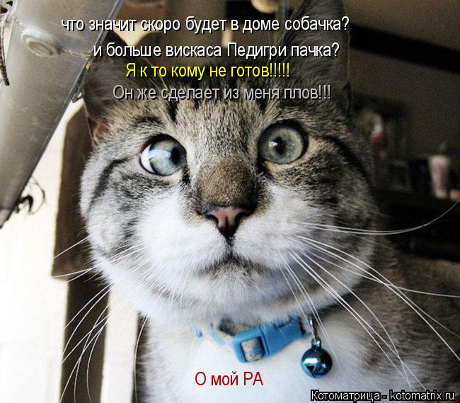 Он же сделает из меня плов!!! Я к то кому не готов!!!!! и больше вискаса Педигри пачка? что значит с... Котоматрица: Он же сделает из меня плов!!! Я к то кому не готов!!!!! и больше вискаса Педигри пачка? что значит скоро будет в доме собачка? О мой РА