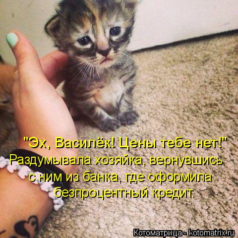 Котоматрица: "Эх, Василёк! Цены тебе нет!" Раздумывала хозяйка, вернувшись с ним из банка, где оформила  безпроцентный кредит.