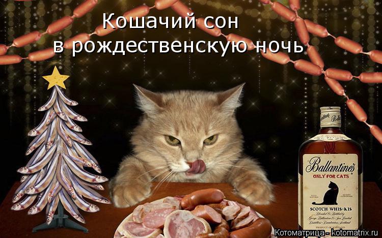 Кошачий сон в рождественскую ночь... Котоматрица: Кошачий сон в рождественскую ночь