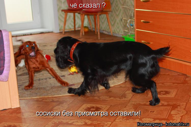 чё сказал ? чё сказал ? сосиски без присмотра оставили! чё сказал ?... Котоматрица: чё сказал ? чё сказал ? сосиски без присмотра оставили! чё сказал ?