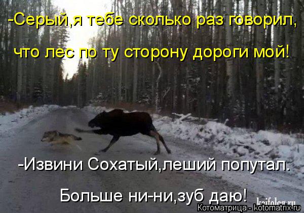 Котоматрица: -Серый,я тебе сколько раз говорил, что лес по ту сторону дороги мой! -Извини Сохатый,леший попутал. Больше ни-ни,зуб даю!