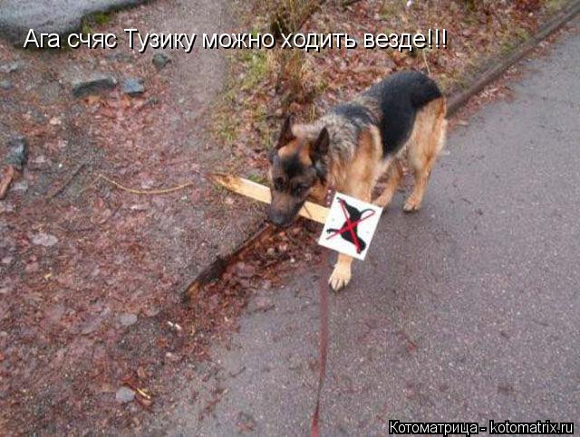 Котоматрица: Ага счяс Тузику можно ходить везде!!!