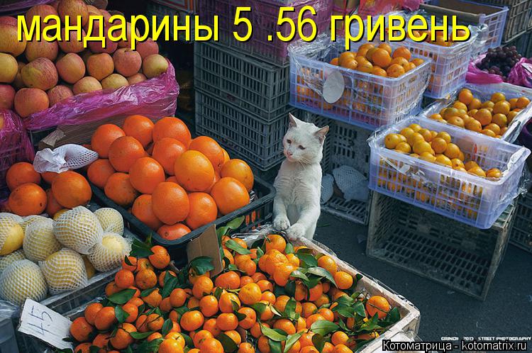 мандарины 5 .56 гривень... Котоматрица: мандарины 5 .56 гривень