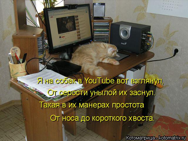 Котоматрица: Я на собак в YouTube вот взглянул, От серости унылой их заснул. Такая в их манерах простота От носа до короткого хвоста.