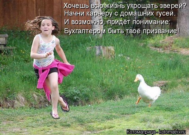 Хочешь всю жизнь укрощать зверей? Начни карьеру с домашних гусей. И возможно, придёт понимание: Бухга... Котоматрица: Хочешь всю жизнь укрощать зверей? Начни карьеру с домашних гусей. И возможно, придёт понимание: Бухгалтером быть твоё призвание!