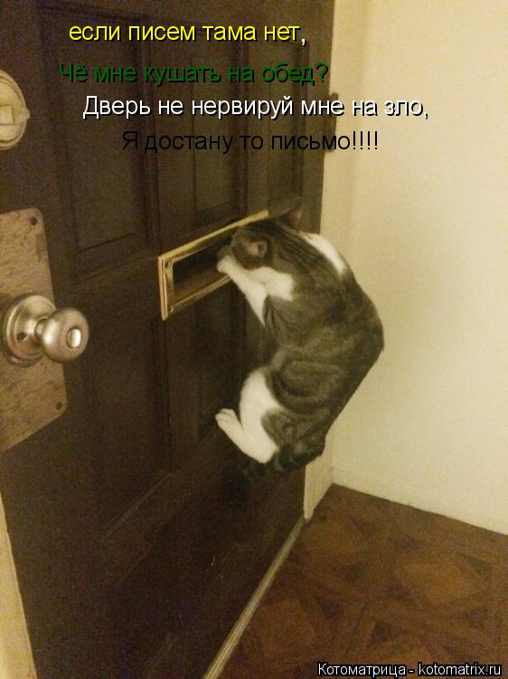 Котоматрица: если писем тама нет Чё мне кушать на обед? Дверь не нервируй мне на зло, Я достану то письмо!!!! ,