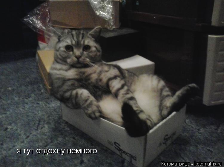 Котоматрица: я тут отдохну немного