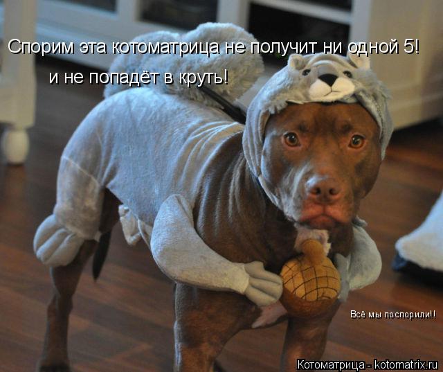Котоматрица: Спорим эта котоматрица не получит ни одной 5! и не попадёт в круть! Всё мы поспорили!!