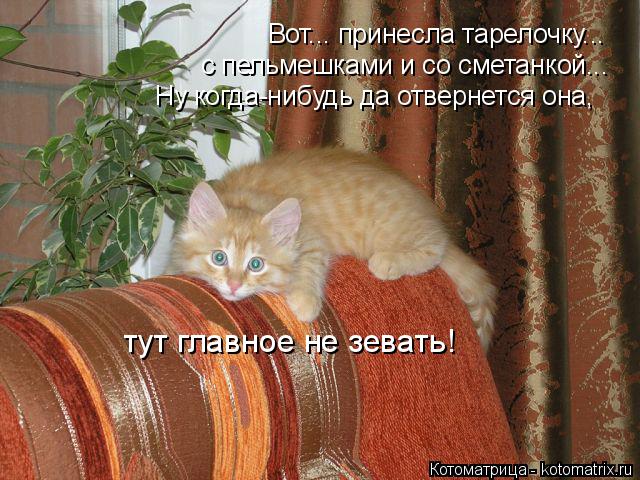 Котоматрица: Вот... принесла тарелочку...  с пельмешками и со сметанкой... Ну когда-нибудь да отвернется она,  тут главное не зевать!