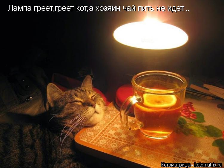 Котоматрица: Лампа греет,греет кот,а хозяин чай пить не идет...
