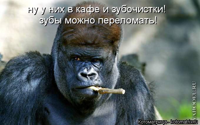 ну у них в кафе и зубочистки! зубы можно переломать!... Котоматрица: ну у них в кафе и зубочистки! зубы можно переломать!