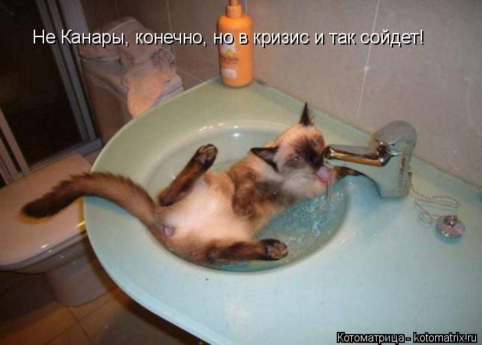Котоматрица: Не Канары, конечно, но в кризис и так сойдет!