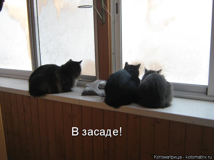 В засаде!... Котоматрица: В засаде!