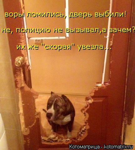 воры ломились, дверь выбили! не, полицию не вызывал,а зачем? их же "скорая" увезла...... Котоматрица: воры ломились, дверь выбили! не, полицию не вызывал,а зачем? их же "скорая" увезла...