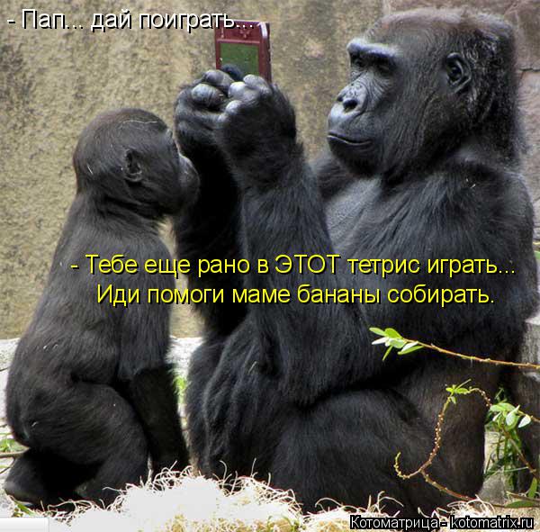 Котоматрица: - Пап... дай поиграть... - Тебе еще рано в ЭТОТ тетрис играть... Иди помоги маме бананы собирать.