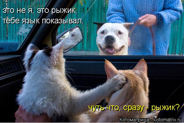 это не я, это рыжик, тебе язык показывал. чуть что, сразу - рыжик?... Котоматрица: это не я, это рыжик, тебе язык показывал. чуть что, сразу - рыжик?