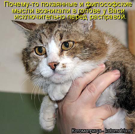 Котоматрица: Почему-то покаянные и философские мысли возникали в голове у Васи  исключительно перед расправой.