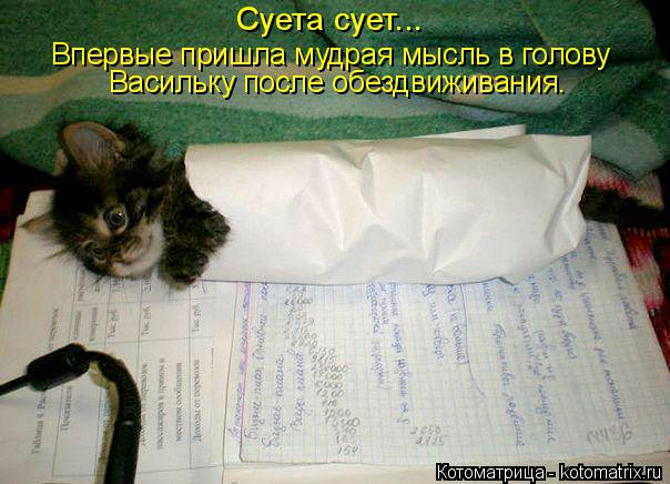 Котоматрица: Суета сует... Впервые пришла мудрая мысль в голову Васильку после обездвиживания.
