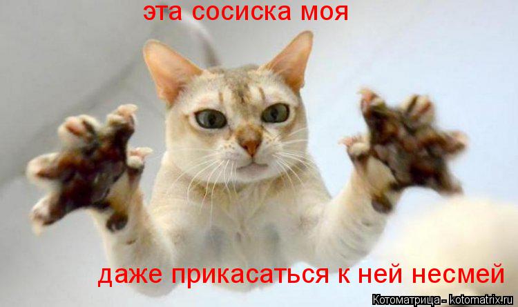 эта сосиска моя даже прикасаться к ней несмей... Котоматрица: эта сосиска моя даже прикасаться к ней несмей