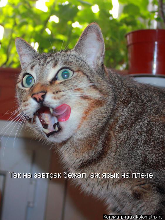 Котоматрица: Так на завтрак бежал, аж язык на плече!