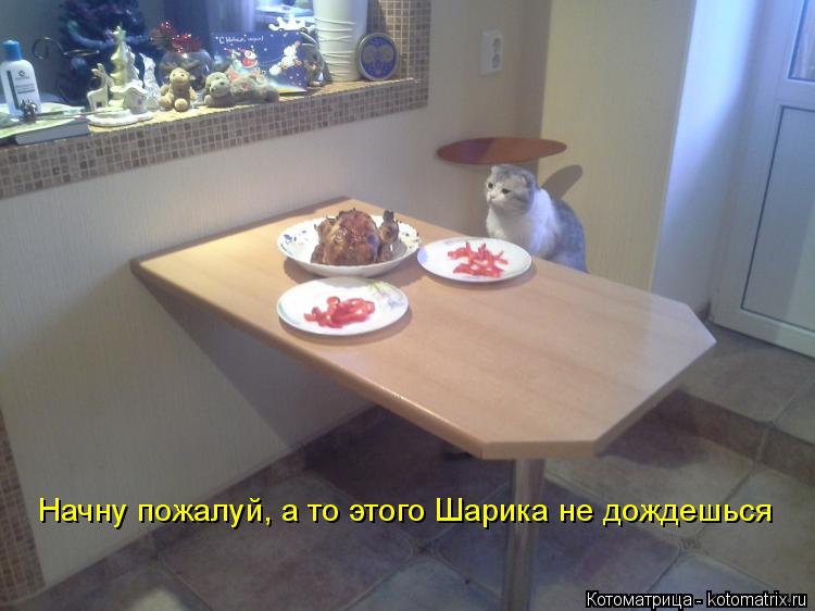 Котоматрица: Начну пожалуй, а то этого Шарика не дождешься