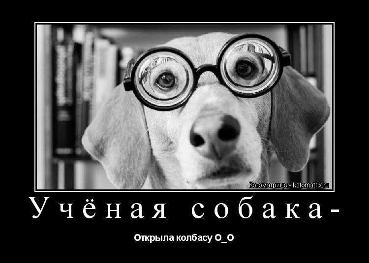 Котоматрица: Учёная собака- Открыла колбасу О_О