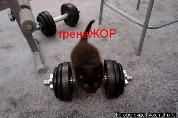 Котоматрица: тренаЖОР
