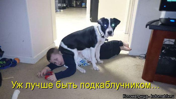 Котоматрица: Уж лучше быть подкаблучником…