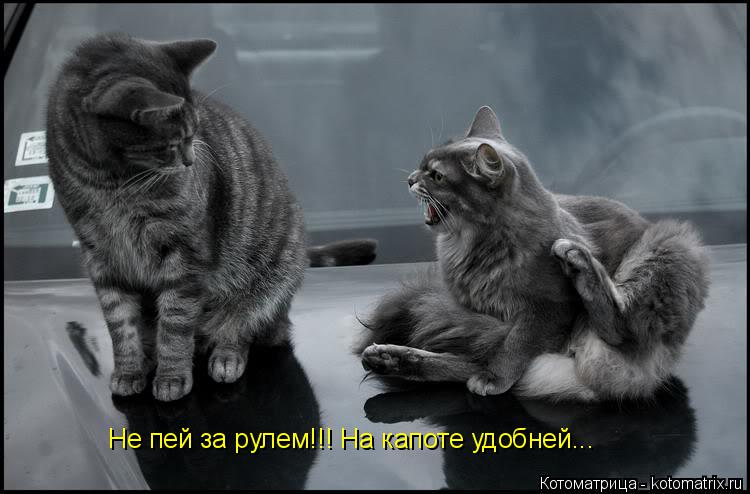 Котоматрица: Не пей за рулем!!! На капоте удобней...