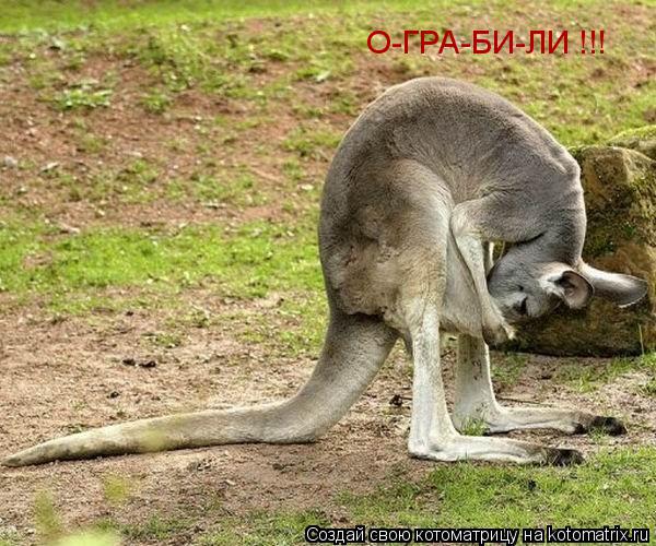 О-ГРА-БИ-ЛИ !!!... Котоматрица: О-ГРА-БИ-ЛИ !!!