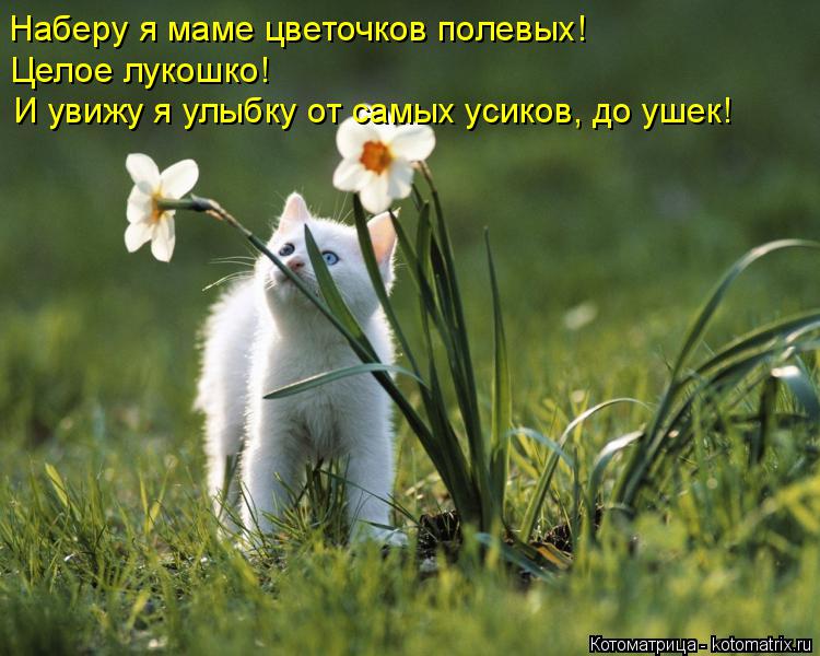 Наберу я маме цветочков полевых! Целое лукошко! И увижу я улыбку от самых усиков, до ушек!... Котоматрица: Наберу я маме цветочков полевых! Целое лукошко! И увижу я улыбку от самых усиков, до ушек!