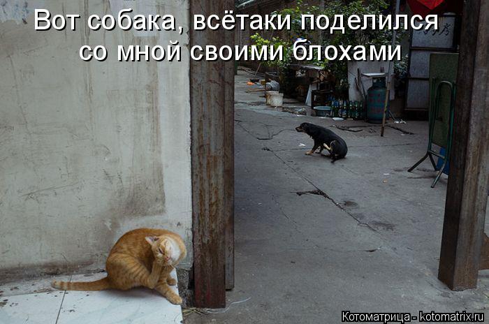 Котоматрица: Вот собака, всётаки поделился  со мной своими блохами