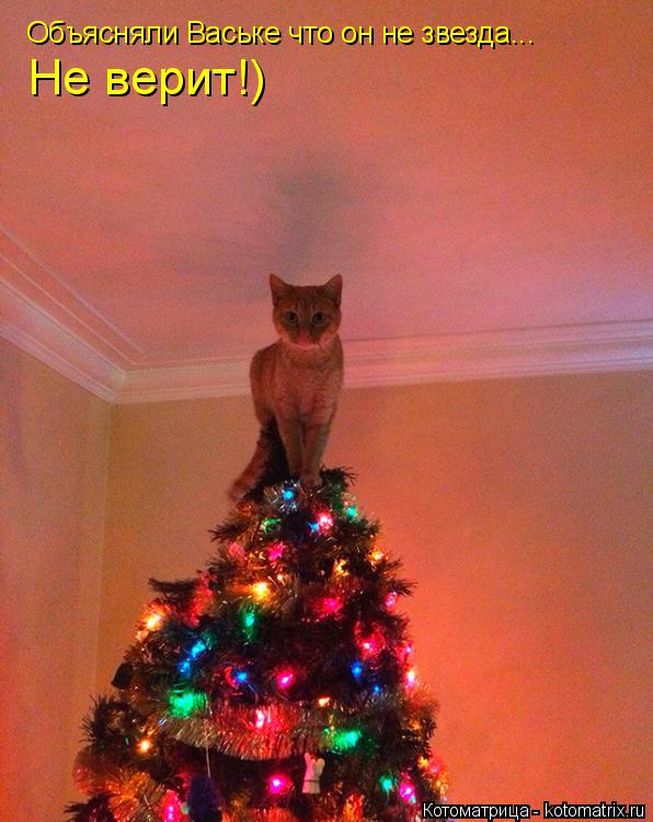 Котоматрица: Объясняли Ваське что он не звезда... Не верит!)