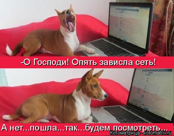 Котоматрица: А нет...пошла...так...будем посмотреть... -О Господи! Опять зависла сеть!