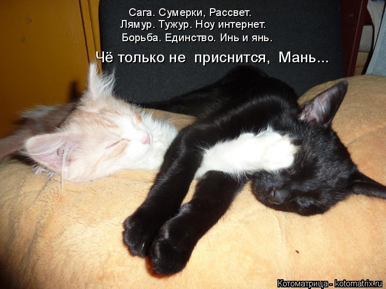 Котоматрица: Сага. Сумерки, Рассвет.  Лямур. Тужур. Ноу интернет.  Борьба. Единство. Инь и янь.  Чё только не  приснится,  Мань...