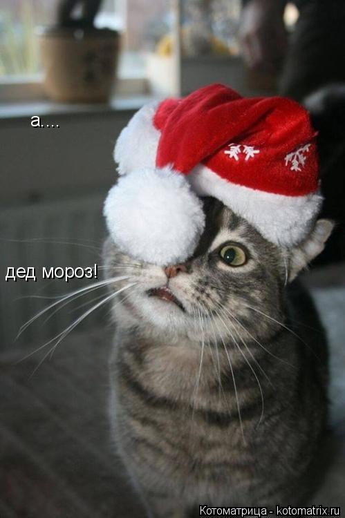 Котоматрица: а.... дед мороз!