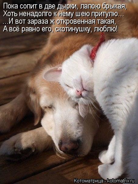 Котоматрица: Пока сопит в две дырки, лапою брыкая, Хоть ненадолго к нему шею притулю… …И вот зараза ж откровенная такая, А всё равно его, скотинушку, любл
