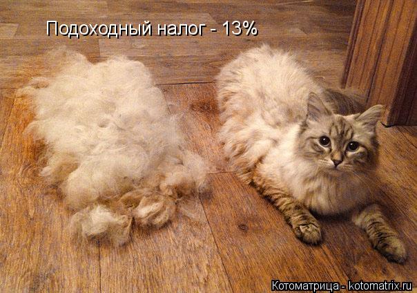 Котоматрица: Подоходный налог - 13%