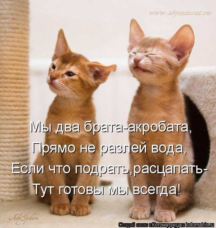 Котоматрица: Мы два брата-акробата, Прямо не разлей вода, Если что подрать,расцапать- Тут готовы мы всегда!
