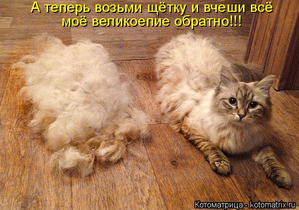 Котоматрица: А теперь возьми щётку и вчеши всё моё великоепие обратно!!!