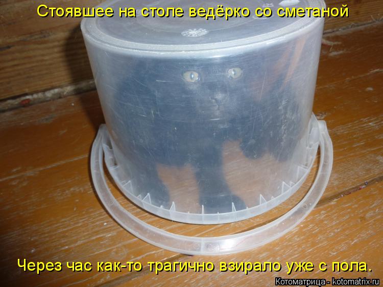Котоматрица: Стоявшее на столе ведёрко со сметаной Через час как-то трагично взирало уже с пола.