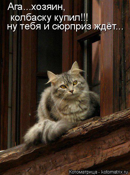 Ага...хозяин, колбаску купил!!! ну тебя и сюрприз ждёт...... Котоматрица: Ага...хозяин, колбаску купил!!! ну тебя и сюрприз ждёт...