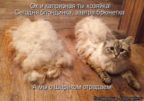 Котоматрица: Ох и капризная ты хозяйка! Сегодня блондинка, завтра брюнетка А мы с Шариком страдаем!